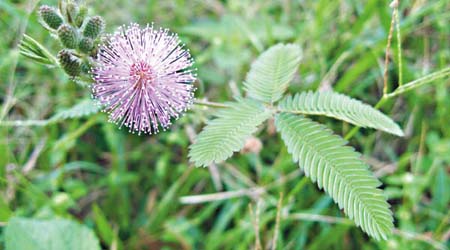 https://upload.wikimedia.org/wikipedia/commons/4/42/Mimosa_foliage_bud_flowerhead.jpg