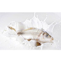 魚肉浸過鮮奶有助辟除魚腥味。