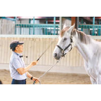 神馬郡休閒農場提供領馬練習、餵食、刷馬、備馬及洗馬等體驗。