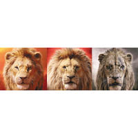 獅子唔怕「撞樣」？<br>很多人覺得獅子容易「撞樣」，其實觀眾只要留意細節便能看出當中分別，好似辛巴（左）較父親木法沙（中）少毛，而且露出耳朵。奸角刀疤（右）除了面上疤痕之外，亦較為陰沉。