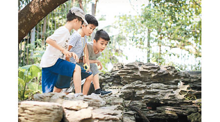 龍虎山郊野公園是香港最小的郊野公園，卻錄得過百種雀鳥與蝴蝶，亦是維多利亞城界石、松林廢堡等歷史遺迹所在。