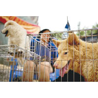 雖然食狗肉已成為禁忌，但廣西玉林每年6月仍會舉行荔枝狗肉節，亦因屠殺方式過於殘忍而受到各方批評。