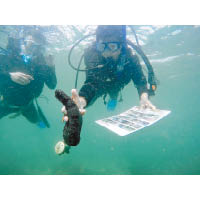 課程重視學習體驗，進行普查期間，學生有機會檢測不同的海洋生物。