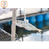 直接把魚餌綁在魚竿上，只要一放落魚池瞬間已被大鱸魚吃掉。