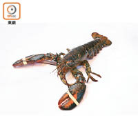 波士頓龍蝦特徵是有兩個大大隻的蝦鉗，是港人常吃的品種之一。