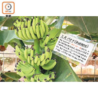 宮古島的香蕉名氣可能不及其他地方，但其實是島民最常吃的水果，產期由4至12月。