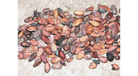 https://commons.wikimedia.org/wiki/File:Cocoa_beans_P1410151.JPG