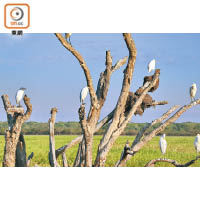 當地280種鳥類中，最易識別是三五成群的白色鷺鳥。