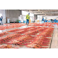 秋日皇牌精選5天團行程會增遊KITOKITO市場，參觀高志紅蟹拍賣盛況。