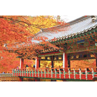 每逢秋天內藏山楓林染紅，風景極美，是韓國著名賞楓勝地。