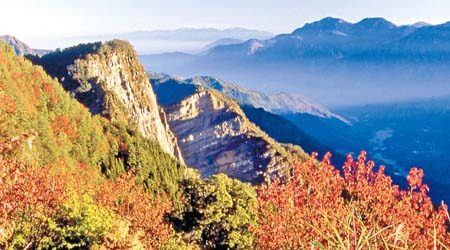 秋冬來到阿里山，處處都是迷人的紅葉美景。