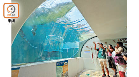 Crocosaurus Cove的Cage of Death讓大家可在透明膠箱內睇鱷魚的水底活動，你亦可於1樓和地面觀賞參加者和鱷魚的「演出」。
