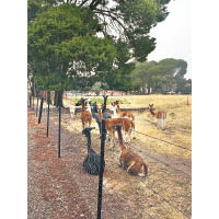 校內設有一所農場，飼養了多種動物，不少人喜愛的草泥馬也是「住客」。