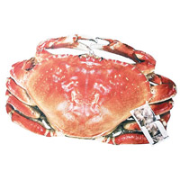 巨蟹被在不少網店發售，價錢約$300。