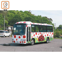 就連島上的觀光巴士，車身都畫上了紅南瓜波點，代表性不言而喻。