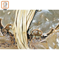 貼士二：<br>蟹殼厚實、蟹肚飽滿、雙眼精靈代表大閘蟹夠新鮮。