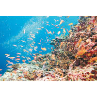 坐遊船到世界七大自然奇景之一大堡礁，探索珊瑚世界。