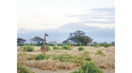 透過肯尼亞生態遊，可讓參加者思考大自然保育的重要性。