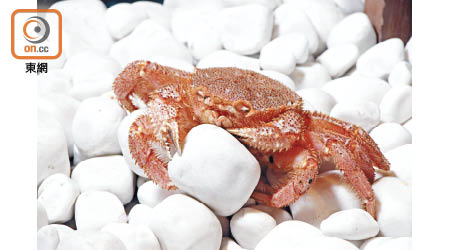 毛蟹：被譽為北海道名產之一，入冬後的肉質最為鮮甜幼嫩。