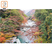 到訪時正值秋紅，於橋上可細賞祖谷溪美景。