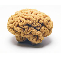 Cerveau Éponge<br>看似大腦的東西，不是甚麼醫學道具，而是清潔用的海綿。
