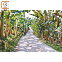 戶外蕉園生態園區種了100多個蕉種，包含觀賞蕉及食用蕉。