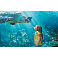於海龜館內，隔住大片玻璃可清楚看到海龜，很受小朋友歡迎。
