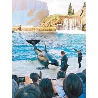 聖迭戈海洋世界最出名的是殺人鯨表演Orca Encounter，並以體重超過兩噸的巨大殺人鯨Shamu最富話題性。