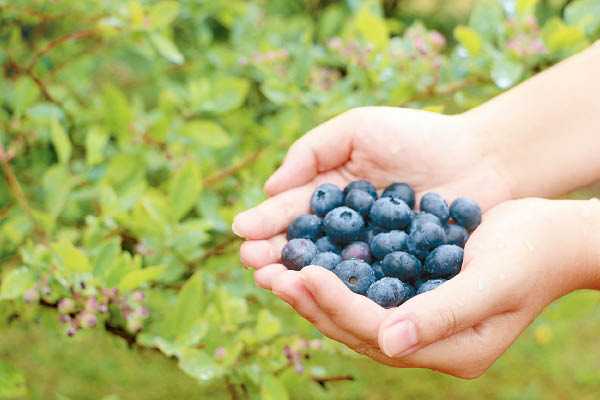 進食不同顏色的水果，如吃水蜜桃後，可選藍莓來吸收花菁素。