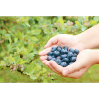 進食不同顏色的水果，如吃水蜜桃後，可選藍莓來吸收花菁素。