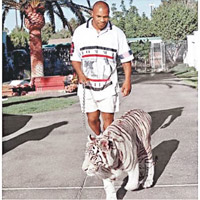 前拳王泰臣曾養過老虎。