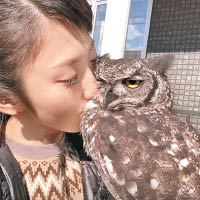 Miyako自小喜歡貓頭鷹，故長大後便立即飼養。