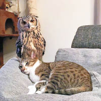 貓頭鷹與貓貓一起玩，難道當了彼此是同類嗎？