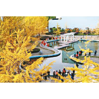 遼東學院內也有2,000多棵50年以上的銀杏樹，放眼都是一片金黃色，美不勝收。