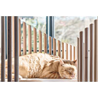 圍欄的縫隙可以讓貓咪與主人互相窺視。