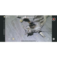 拍攝時拉出目標畫框，即能啟動自動追蹤功能，適合用來追拍小動物。