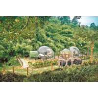 建於森林中的Jungle Bubble，讓你隨時近距離觀賞大象。