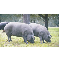 純種伊比利亞黑毛豬，天然放牧並主要以橡果作糧食，最為頂級。