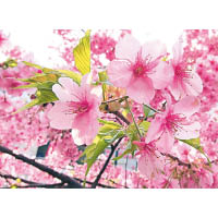 吉野櫻是日本最常見的櫻花樹品種。