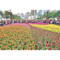 今年香港花卉展覽以遍地開花形式於全港18區康文署轄下公園展出，更會以網上形式展示，花迷可以安坐家中慢慢欣賞。