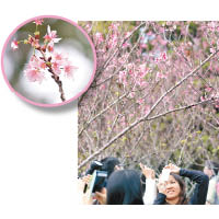 大帽山扶輪公園的櫻花樹，吸引不少花迷專程駕車上山「打龍」。
