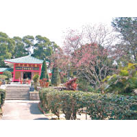 長洲關公忠義亭，對開位置的櫻花樹是30多年前從台灣移植而來。