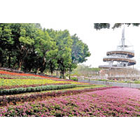 大埔海濱公園絕對是香港賞花勝地No.1，單單中央位置的花海面積就達2,500米。