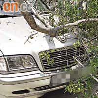 平治房車的車頭及擋風玻璃被大樹壓毀。	（圖片由讀者提供）