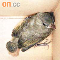 墮地的雛鳥被放入紙箱內，由愛護動物協會人員帶走。