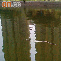 大蟒蛇屍體在城門河內漂浮。（讀者提供圖片）