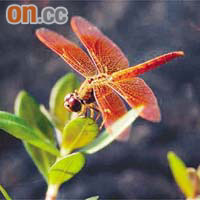 黃翅蜻常在池塘、溪流或蘆葦沼澤出沒。