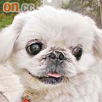 與案中相類的北京狗外表可愛。