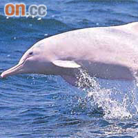 中華白海豚的棲息地，將受到港珠澳大橋工程的影響。	（資料圖片）