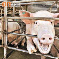 繼上周四首次證實本地農場豬帶病毒後，內地供港活豬亦證實「中招」。